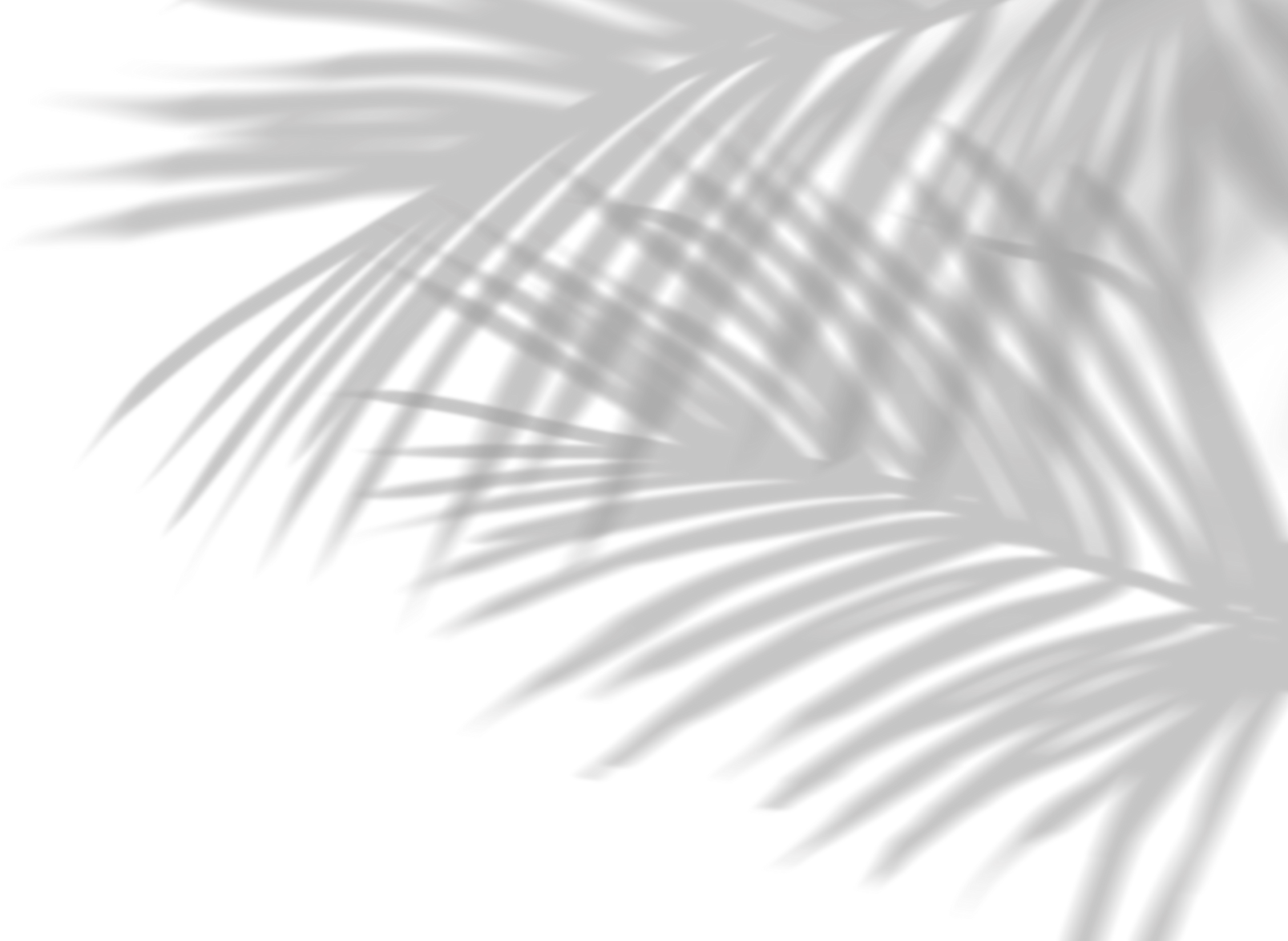 Coconut Palm Leaves Shadow, Tropical Leaf Overlay, Sunbeam from window	